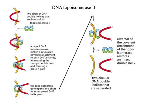 PPT Understanding DNA Replication And Maintenance A Comprehensive