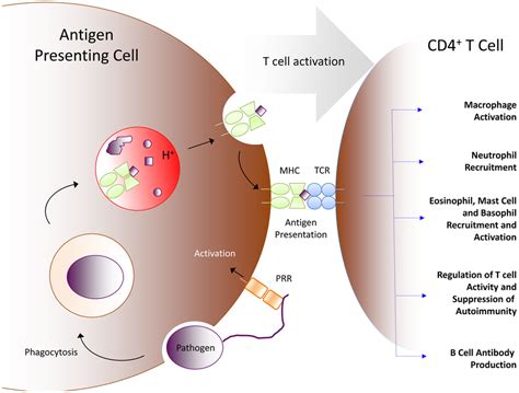 Acid S Role In Initiating Adaptive Immunity An Antigen Presenting Cell