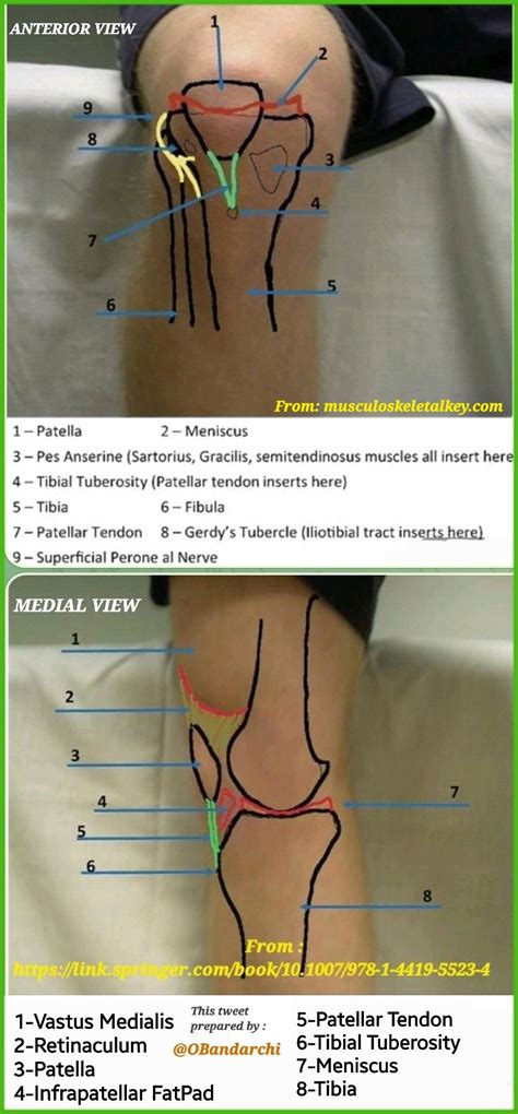 Tibial Tuberosity Surface Anatomy