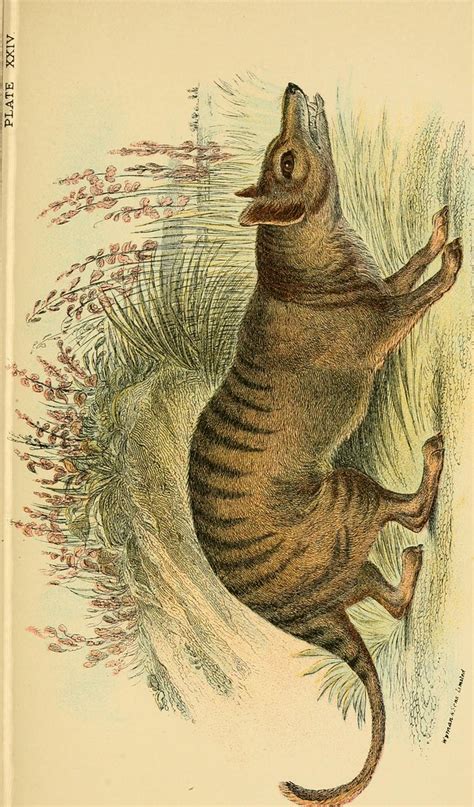 Image From Page 222 Of A Hand Book To The Marsupialia And Flickr