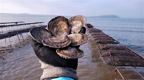 Atlantic Edge Native Oysters – Pesky