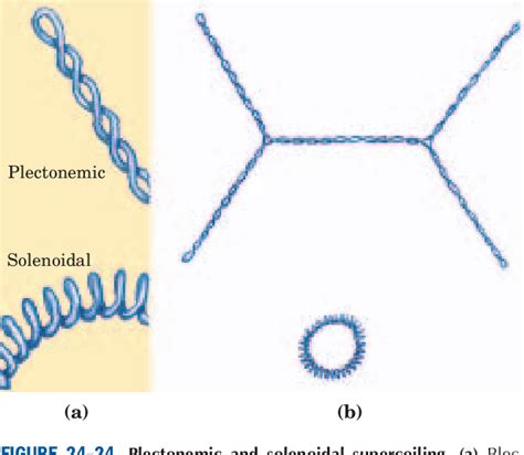 Figure 24–24 from The human genome structure and organization ...