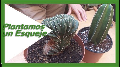 Cómo Plantar Un Esqueje De Cactus Caktuky Youtube