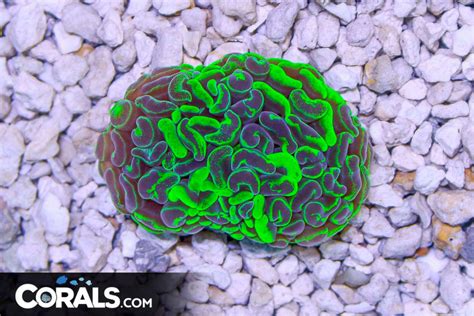 Branching Hammer Australia Toxic Head Corals