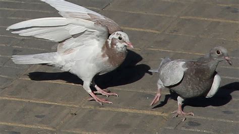 Bird Caught Wearing Backpack Full Of Drugs