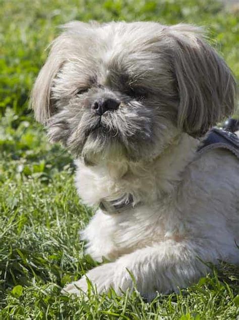 Shih Tzu Temperament – Understanding What Makes Him Tick