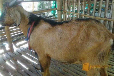 Foto Kambing Kacang | Lampunghits.com