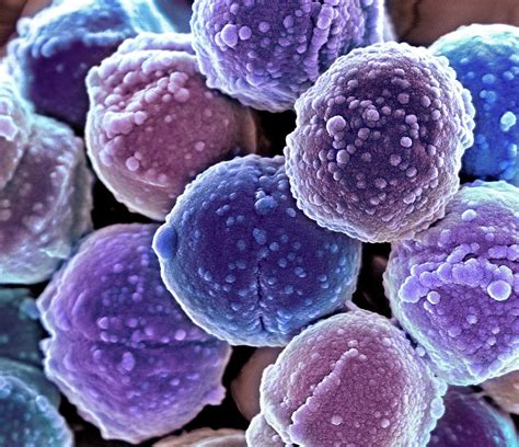 รวมกัน 94 ภาพ แบคทีเรีย Staphylococcus Aureus ครบถ้วน