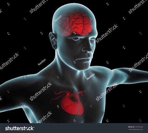 Human Body Heart Brain Xray Stock Illustration 163727630 | Shutterstock