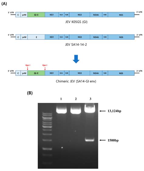 Schematics Of Two Vectors Utilized To Form SA14 GI A DNA Encoding