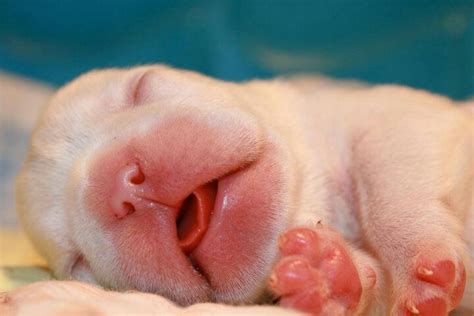 23 best images about Newborn puppies/ what they need on Pinterest