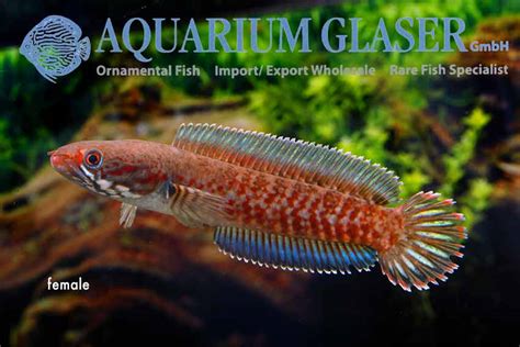 Channa andrao - Aquarium Glaser GmbH