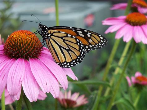 Monarch Butterfly Drinking Nectar Photograph By Corinne Elizabeth