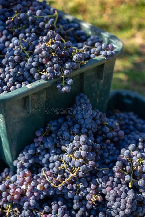 Boxes of Blue Grapes in the Vineyard. Cabernet Franc Blue Vine Grapes. Stock Photo - Image of ...