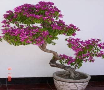 How To Pruning Bougainvillea Plant For Good Grow