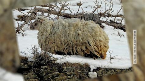 Schottlands Einsamstes Schaf Gerettet Fiona War Zwei Jahre An Einer