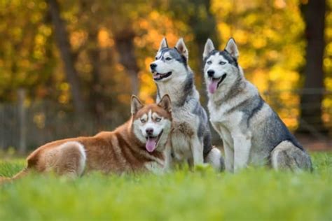 20 Siberian Husky Colors, Markings & Patterns (With Pictures)