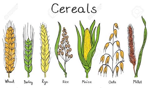 Stock Vector Barley Plant Rice Plant Types Of Cereal