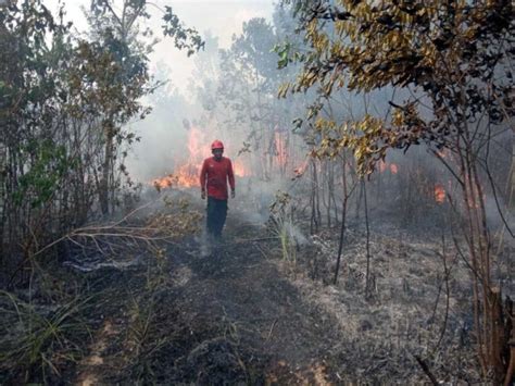 204 Titik Panas Terdeteksi Di Kalimantan Timur BMKG Beri Peringatan