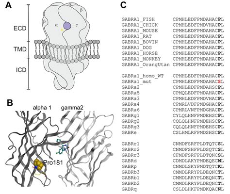 A Schematic View Of A Pentameric Gabaa Receptor With The