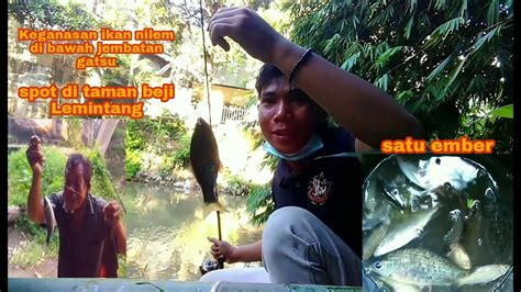 Keganasan Ikan Nilem Di Bawah Jembatan Gatsu Spot Di Taman Beji