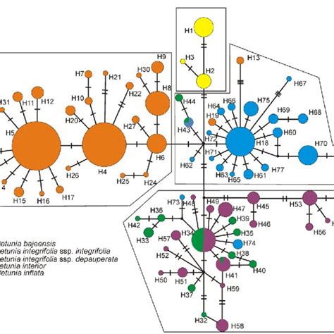 Median Joining Network Of Concatenated Plastid Haplotypes Coloured By