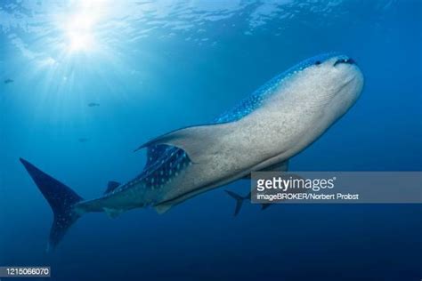 312 Shark Great Barrier Reef Stock Photos, High-Res Pictures, and Images - Getty Images