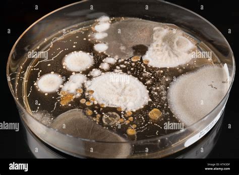 Growth Of Microorganisms In A Petri Dish Bacteria Yeast And Mold