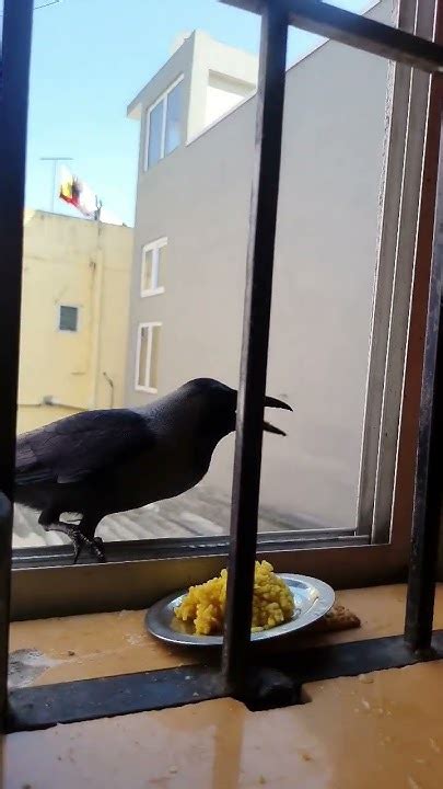 🐦‍⬛🐦‍⬛hungry Crow Happily Youtube