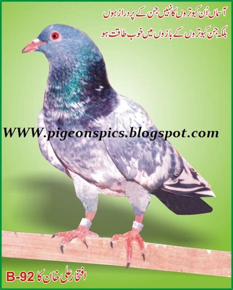 Iftekhat Ali Khan Ka B 92 Kabootar Pigeons Pigeons Pics Latest