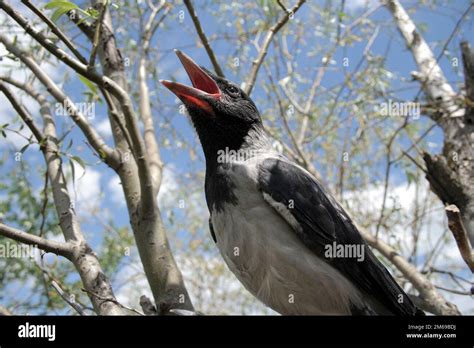 Cry Of The Young Crow Stock Photo Alamy