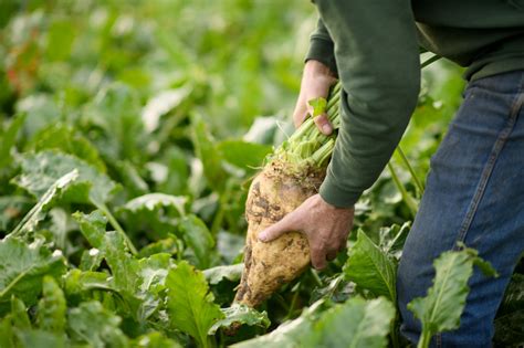 Sugar Beet Cosun Nutrition Center