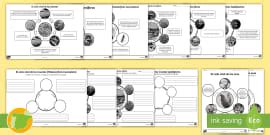 Ficha De Actividad Ciclo Vital De Los Anfibios Twinkl