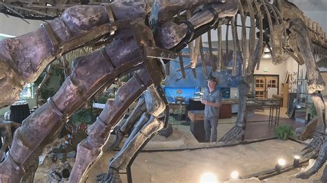 New dinosaur museum in Edwards features Colorado fossils | 9news.com