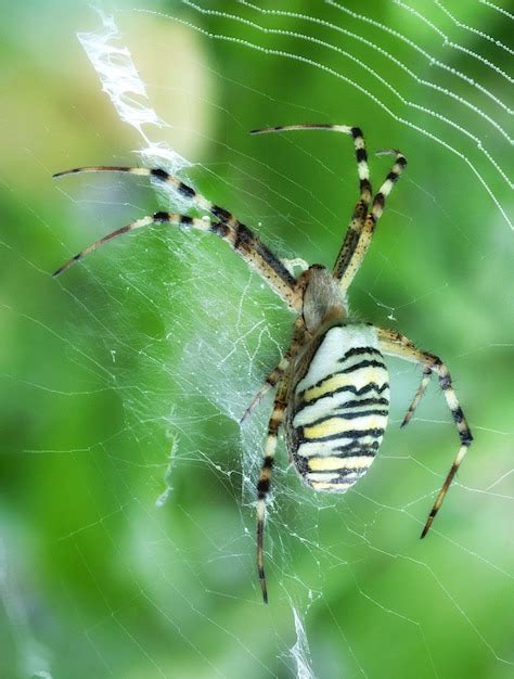 Argiope bruennichi se sienta en el jardín sobre una araña tigre de