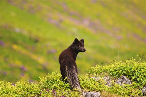 Ártico Raposa Arctic Fox Foto Gratuita No Pixabay Pixabay