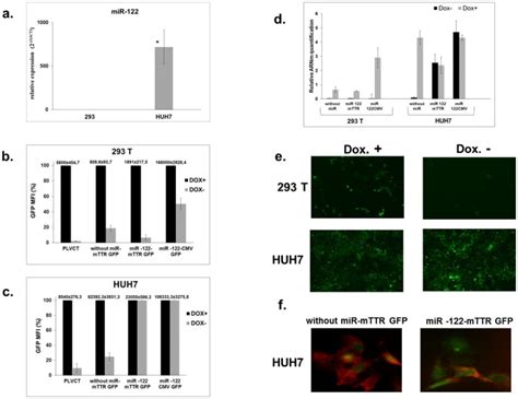 A Mir Expression Levels In Huh And T Cells Detected By