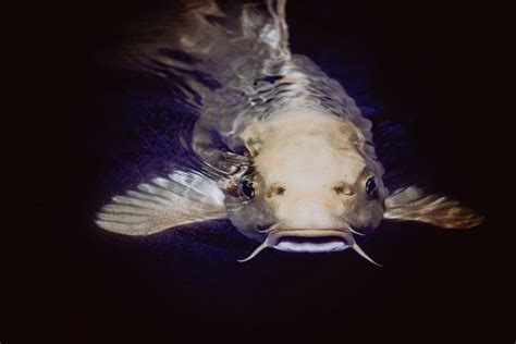 Corydoras Catfish Guide On Origin Needs, And Varieties