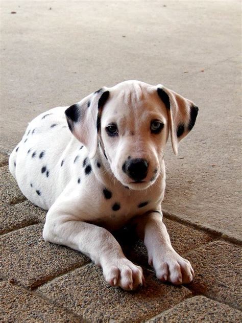 I Miss My Dalmatian She Had One Blue Eye And One Brown Eye Too