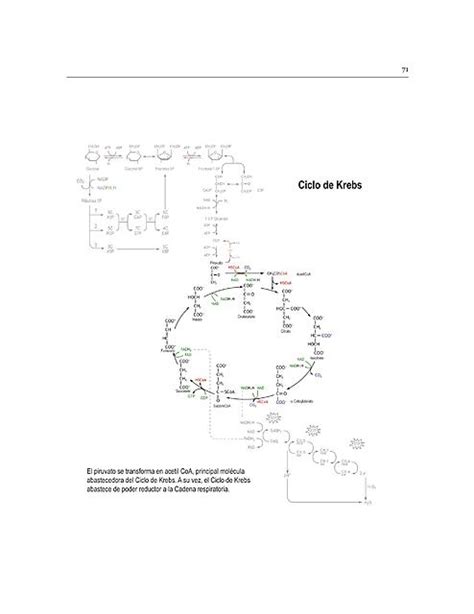 CICLO DE KREBS Katherine Geldres Barrientos UDocz