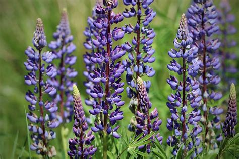 500+ Free Lupin & Flower Images - Pixabay