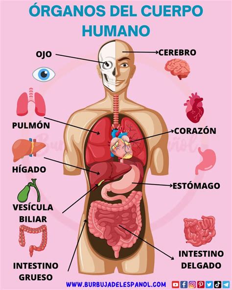 Órganos del Cuerpo Humano en español