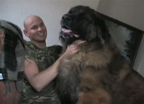 Meet Hercules One Of The Worlds Largest Dogs That Loves To Give