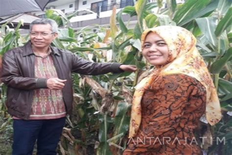 Kementan Dorong Penelitian Untuk Tingkatkan Produksi Pangan Nasional