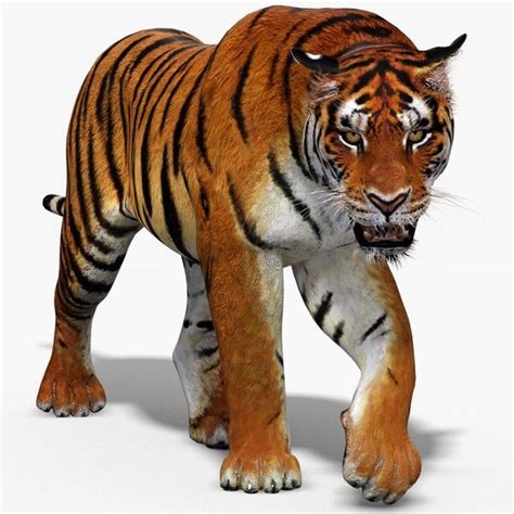 3D Tiger Animation - TurboSquid 1252636 | Animated Animals, Tiger ...