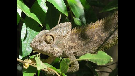 Spiny Backed Chameleon Youtube