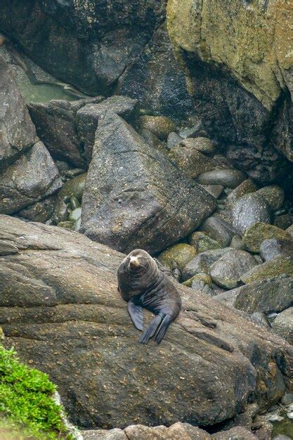 Premium Photo A Fur Seal Resting On A Rock Formation At Cape Foulwind