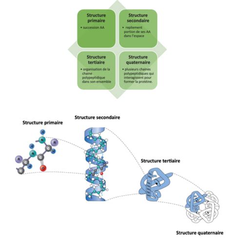 Biochimie Les Prot Ines Flashcards Quizlet