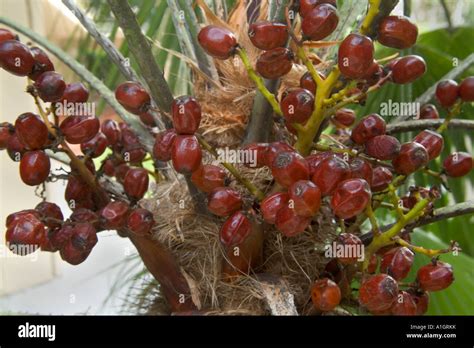 Saw palmetto fruits hi-res stock photography and images - Alamy