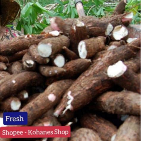 Jual SINGKONG ASLI SUKABUMI FRESH LANSUNG DARI KEBUN Shopee Indonesia